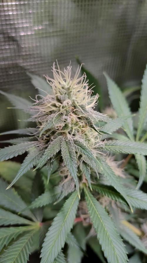 Eternity Grow Cup 2026. Week 14