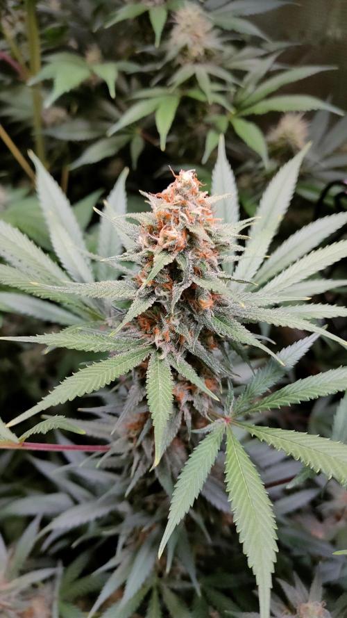 Eternity Grow Cup 2026. Week 14