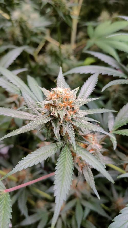 Eternity Grow Cup 2026. Week 14