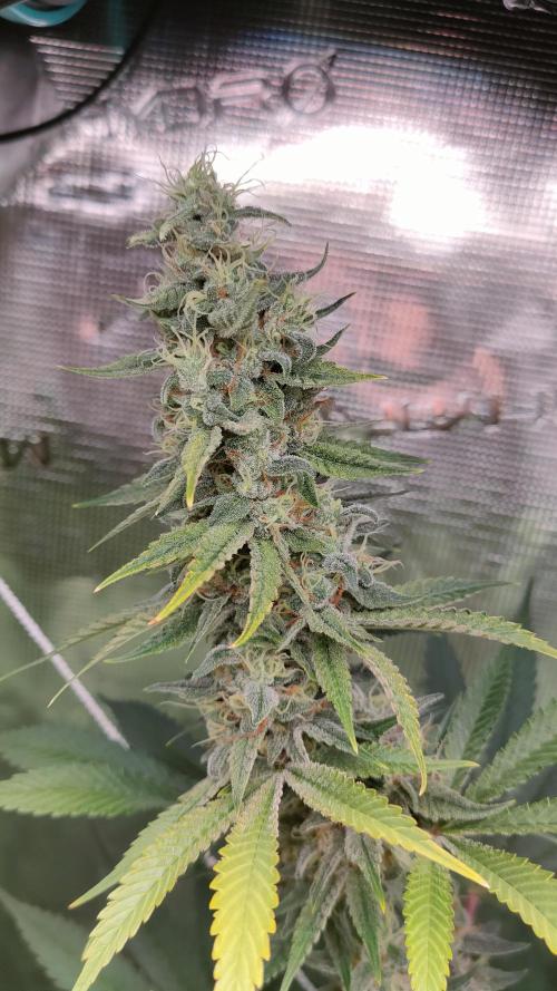 Eternity Grow Cup 2026. Week 14