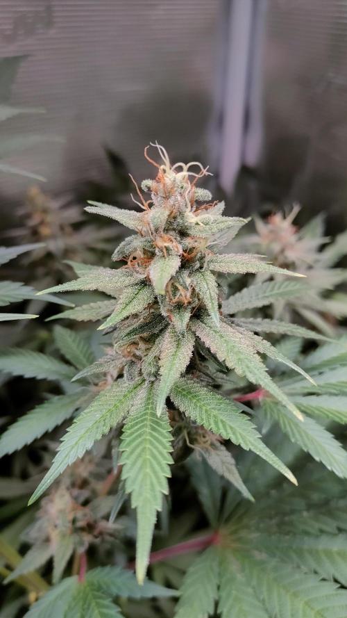 Eternity Grow Cup 2026. Week 14