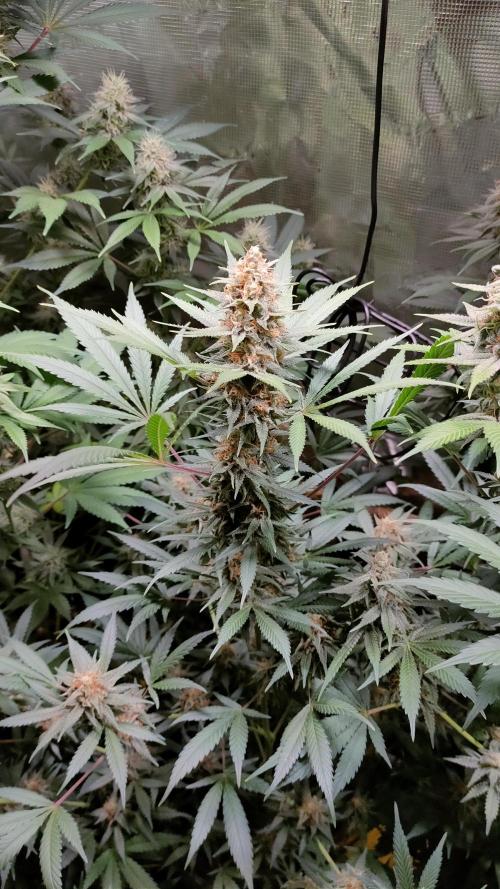 Eternity Grow Cup 2026. Week 14