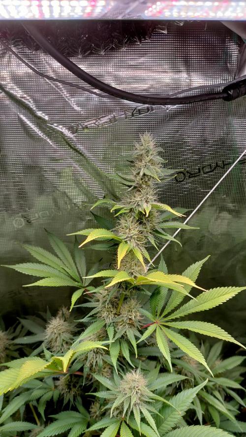 Eternity Grow Cup 2026. Week 14