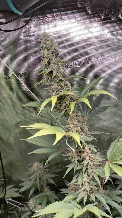 Eternity Grow Cup 2026. Week 14