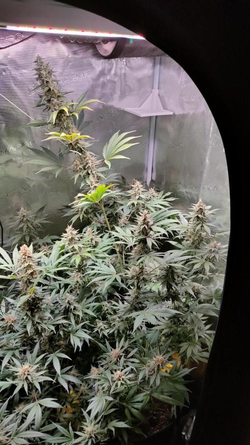 Eternity Grow Cup 2026. Week 14