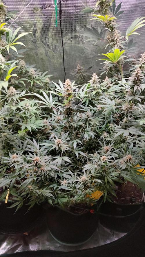 Eternity Grow Cup 2026. Week 14