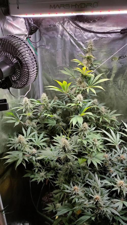 Eternity Grow Cup 2026. Week 14