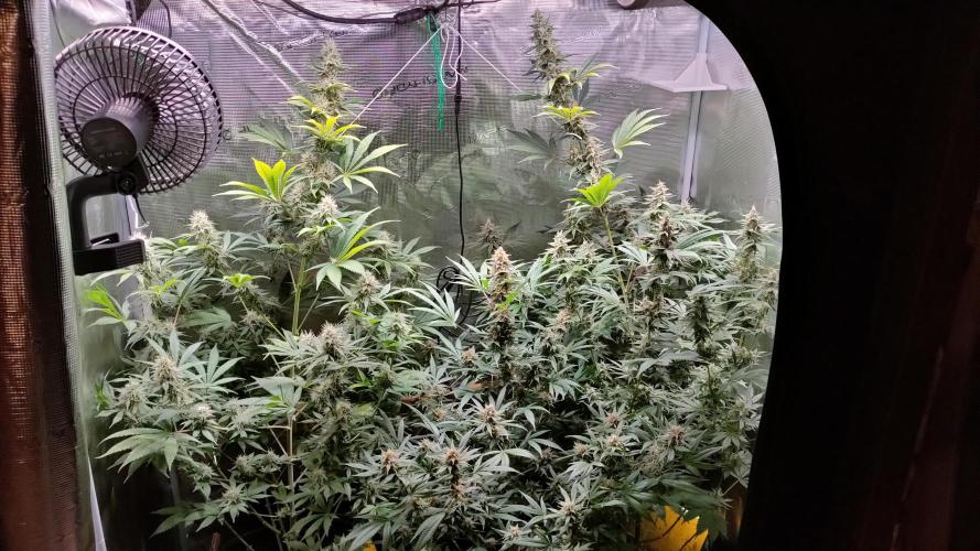 Eternity Grow Cup 2026. Week 14