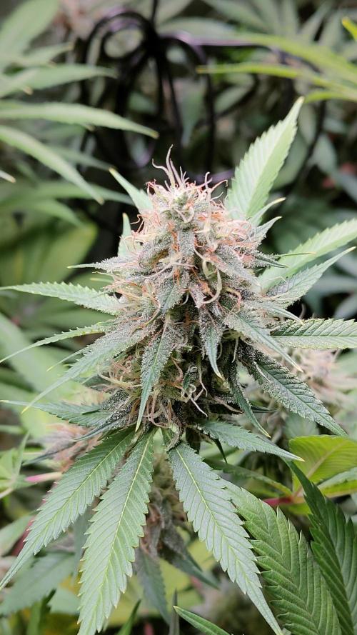 Eternity Grow Cup 2026. Week 15