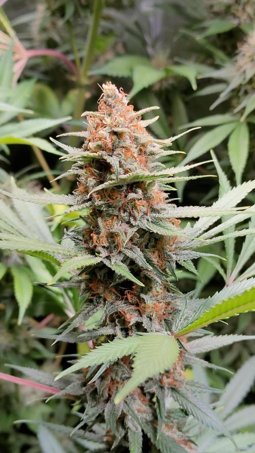 Eternity Grow Cup 2026. Week 15