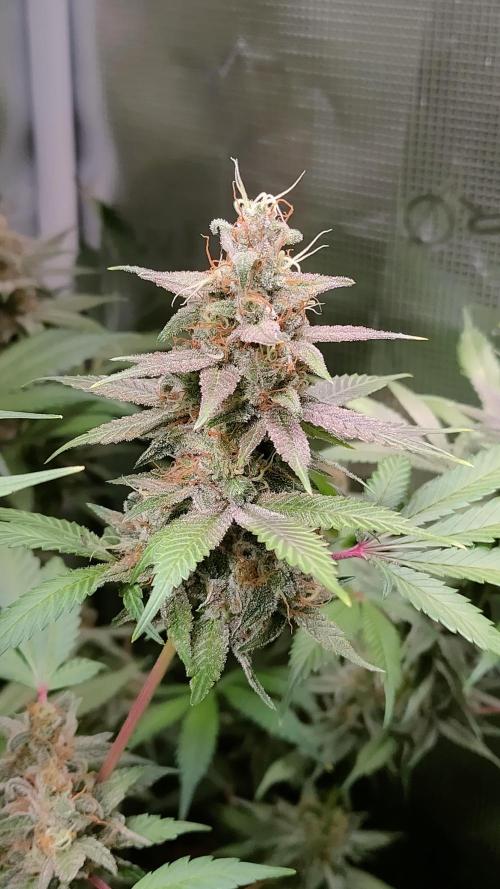 Eternity Grow Cup 2026. Week 15