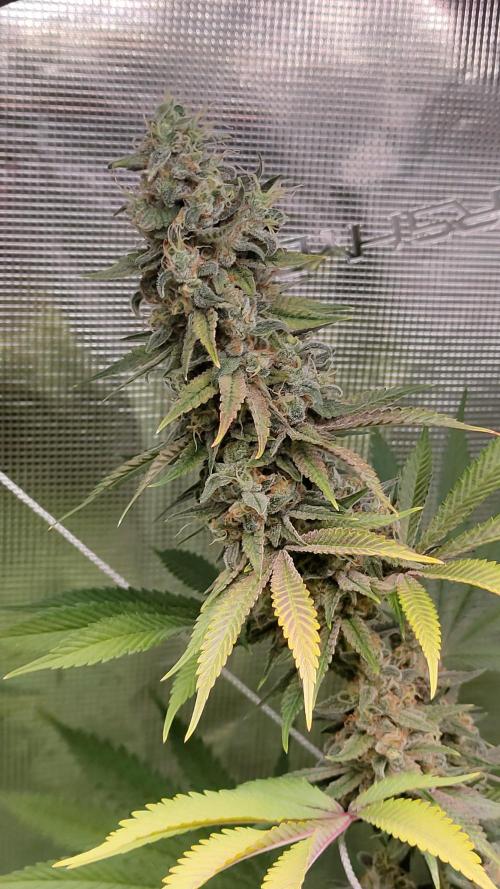 Eternity Grow Cup 2026. Week 15