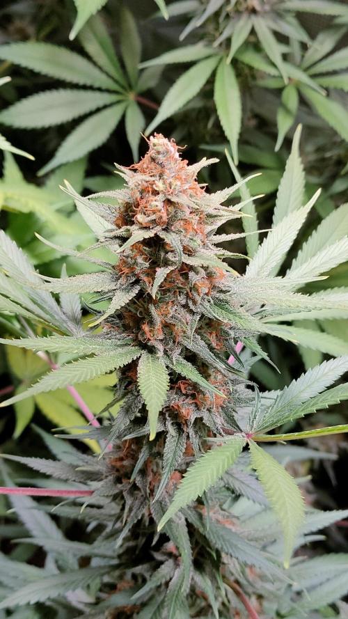 Eternity Grow Cup 2026. Week 15