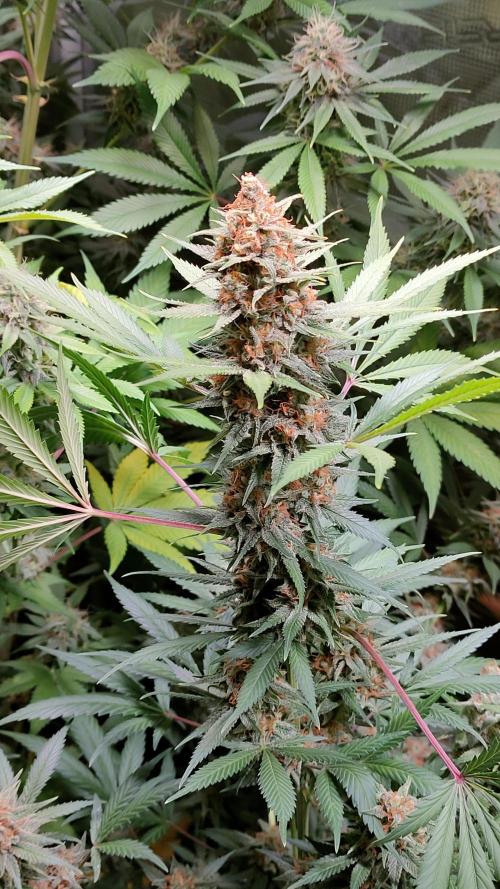 Eternity Grow Cup 2026. Week 15