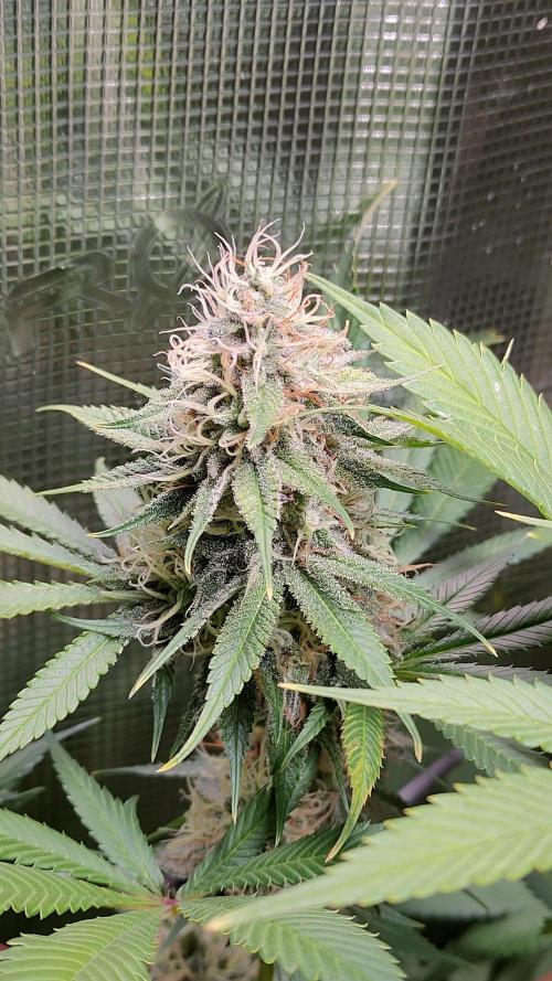 Eternity Grow Cup 2026. Week 15