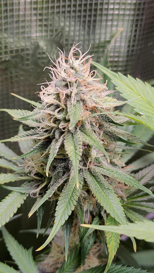 Eternity Grow Cup 2026. Week 15