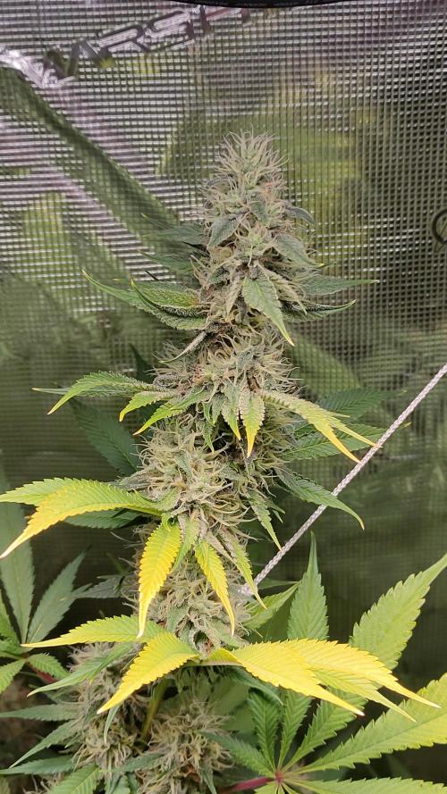 Eternity Grow Cup 2026. Week 15