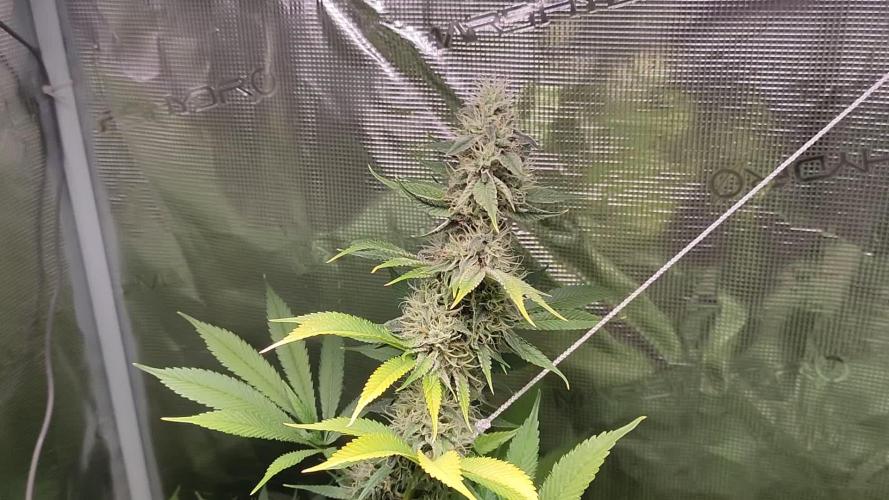 Eternity Grow Cup 2026