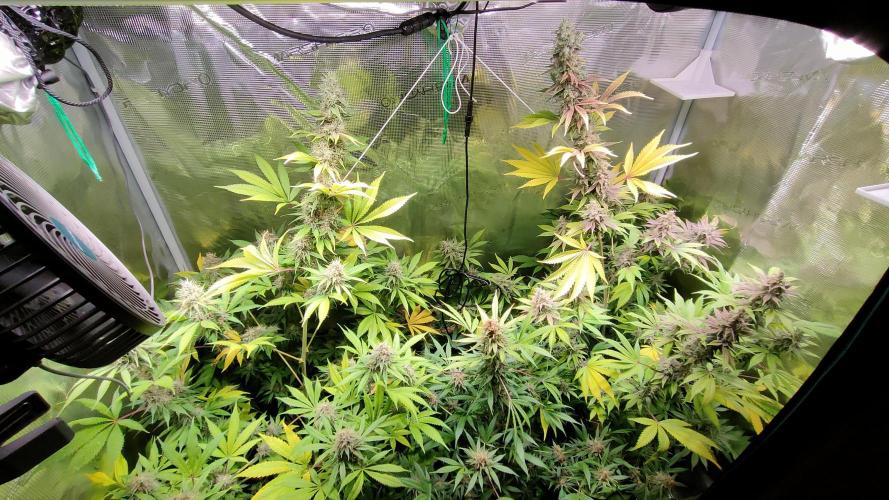 Eternity Grow Cup 2026. Week 16