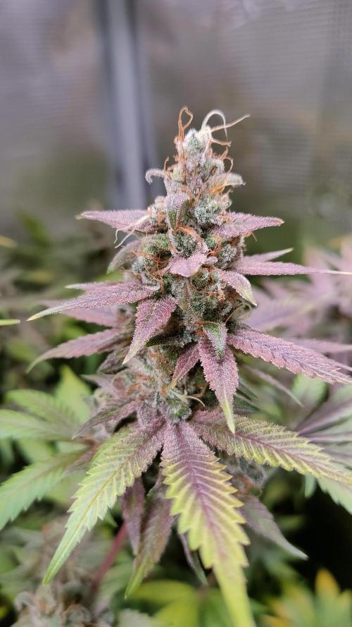 Eternity Grow Cup 2026. Week 16