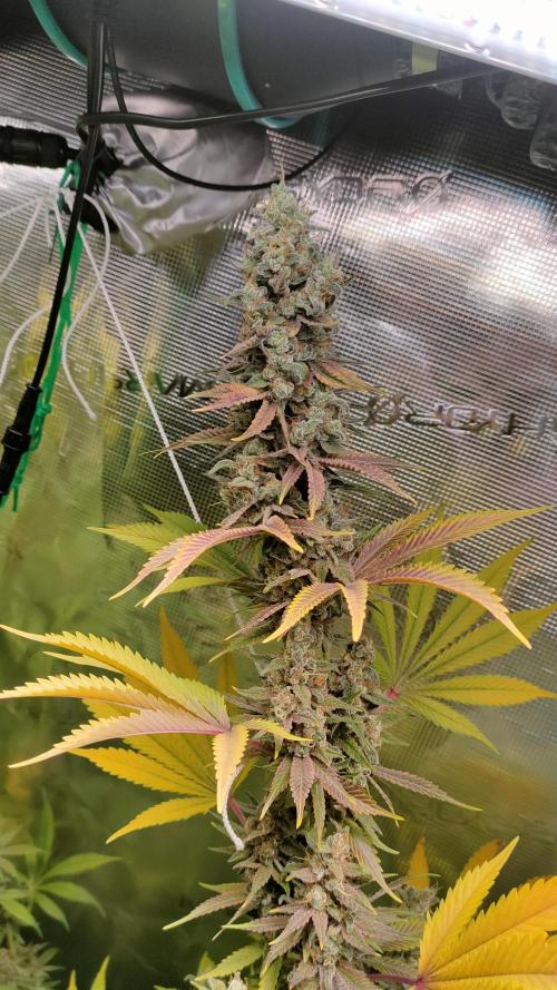Eternity Grow Cup 2026. Week 16