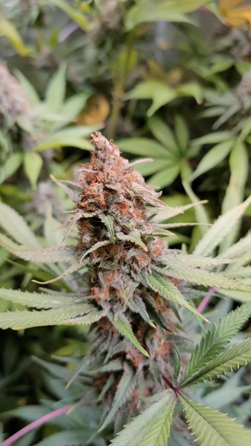 Eternity Grow Cup 2026. Week 16