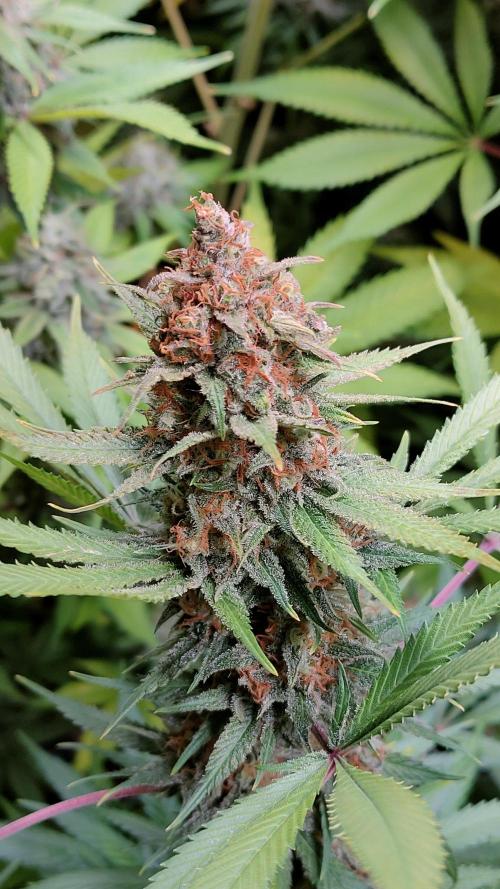 Eternity Grow Cup 2026. Week 16