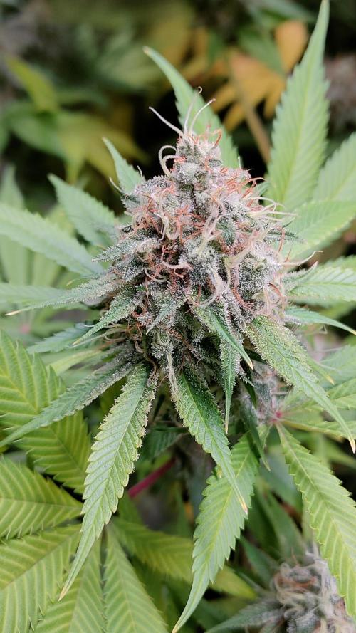 Eternity Grow Cup 2026. Week 16