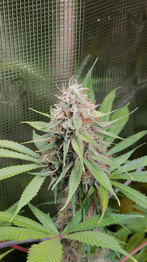Eternity Grow Cup 2026. Week 16