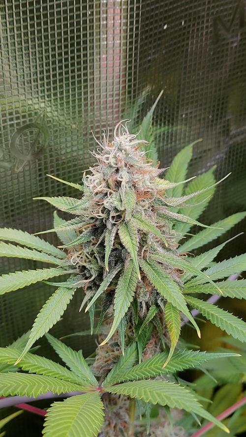 Eternity Grow Cup 2026. Week 16