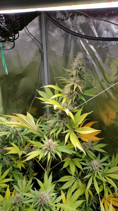 Eternity Grow Cup 2026. Week 16