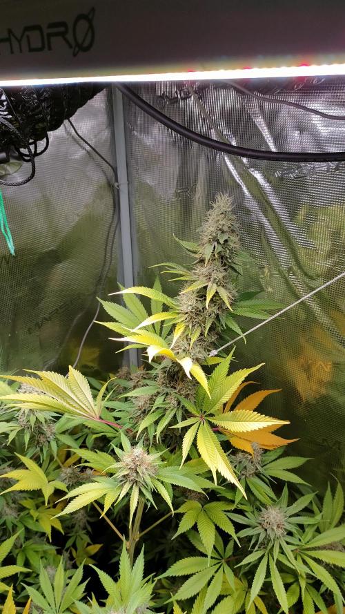 Eternity Grow Cup 2026. Week 16