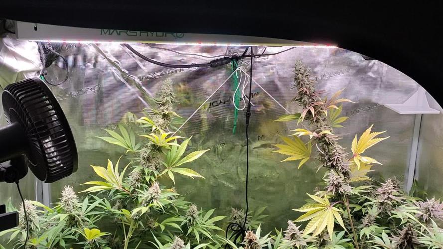 Eternity Grow Cup 2026