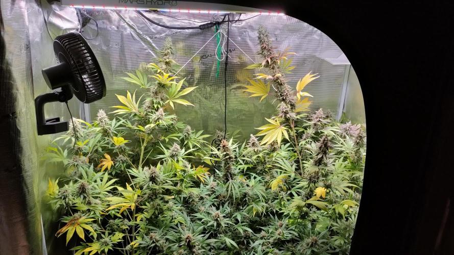 Eternity Grow Cup 2026. Week 16