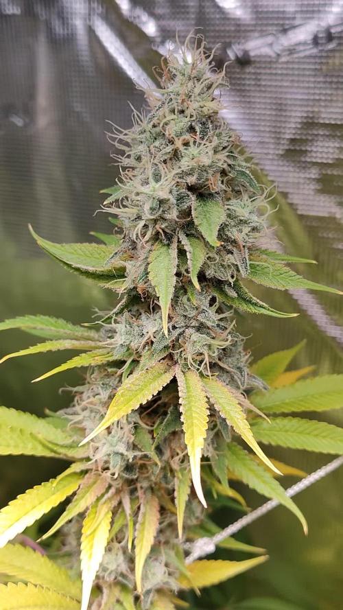 Eternity Grow Cup 2026