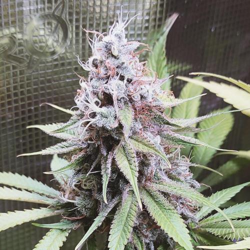 Eternity Grow Cup 2026. Week 17