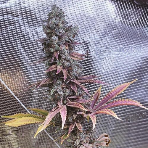 Eternity Grow Cup 2026. Week 17