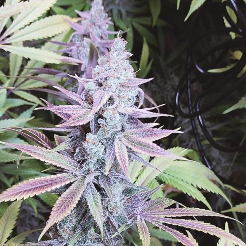 Eternity Grow Cup 2026. Week 17
