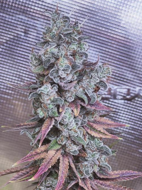 Eternity Grow Cup 2026. Week 17