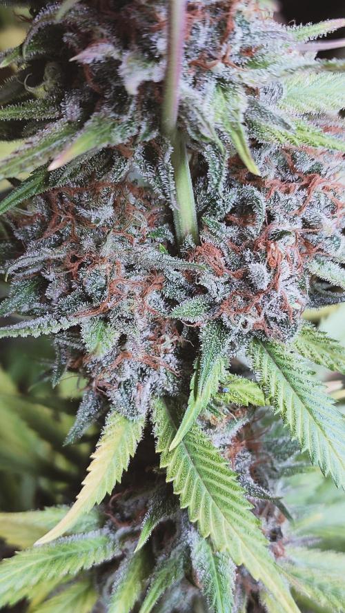 Eternity Grow Cup 2026. Week 17