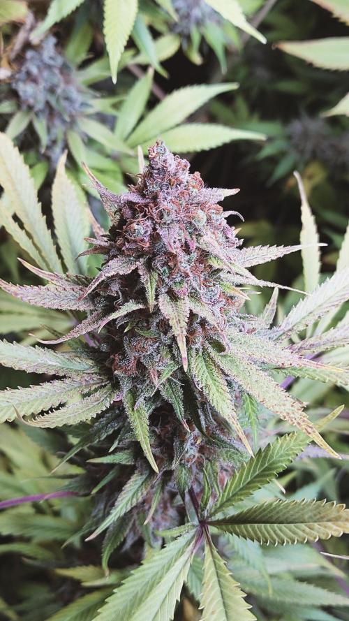 Eternity Grow Cup 2026. Week 17