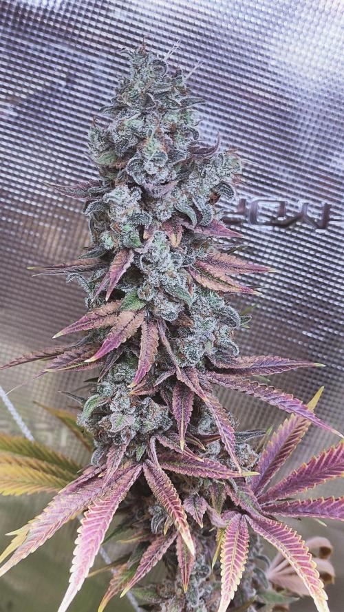 Eternity Grow Cup 2026. Week 17