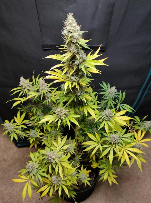 Eternity Grow Cup 2026. Week 18