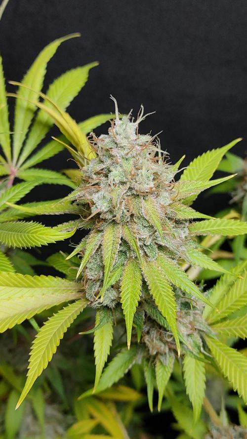 Eternity Grow Cup 2026. Week 18