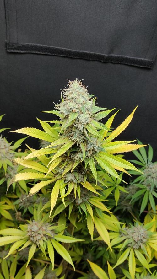 Eternity Grow Cup 2026. Week 18