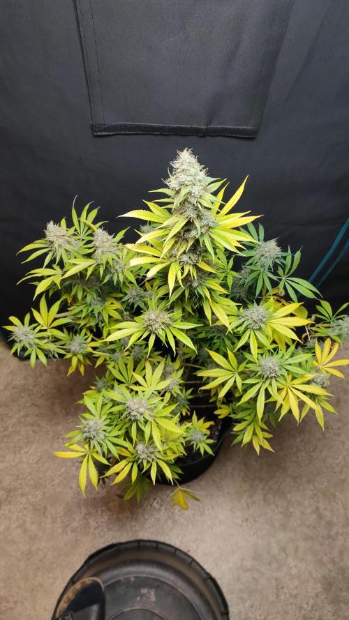 Eternity Grow Cup 2026. Week 18