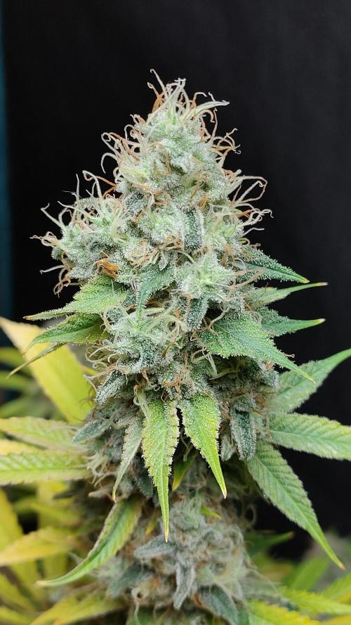 Eternity Grow Cup 2026. Week 18