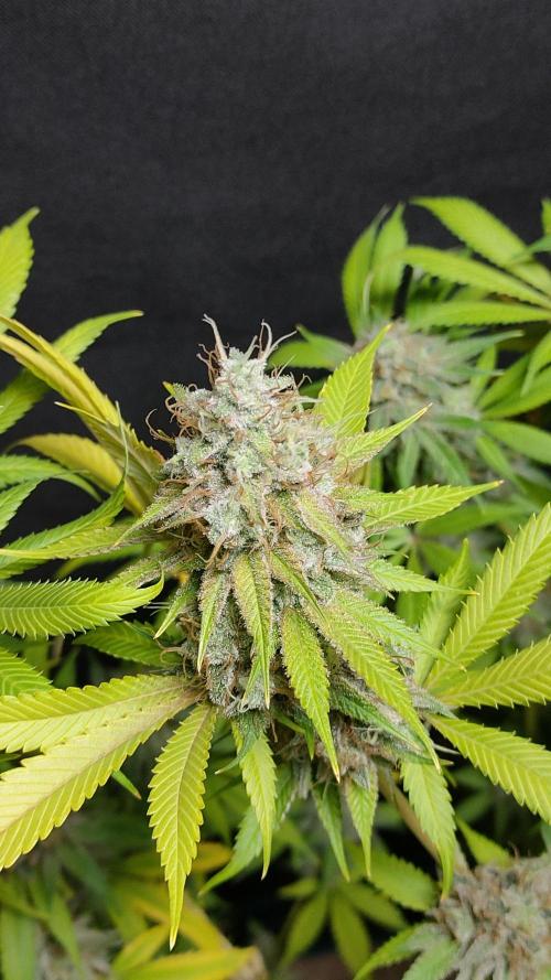 Eternity Grow Cup 2026. Week 18