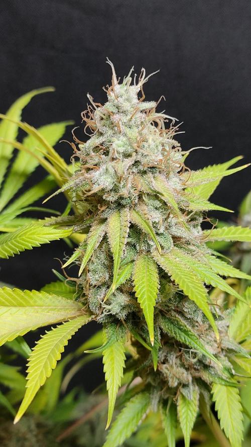Eternity Grow Cup 2026. Week 18