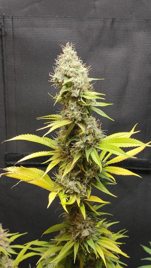 Eternity Grow Cup 2026. Week 18